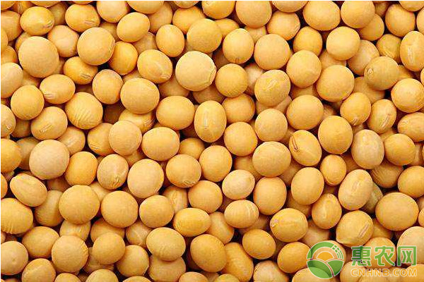 东北大豆最新价格