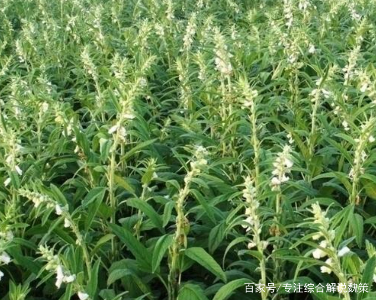 芝麻价格行情，市场波动与友情的小涟漪