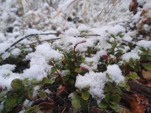 中国最北城市漠河降雪，雪中小巷的浪漫邂逅