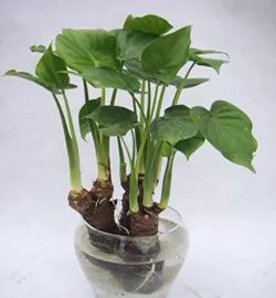 男孩误食滴水观音事件引发科普热议，医生回应与植物知识普及的重要性