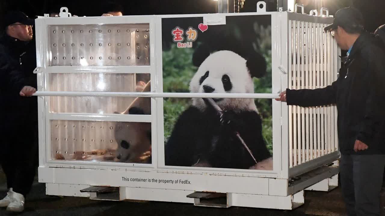大熊猫宝力青宝启程赴美，文化交流与保护的双重意义之旅