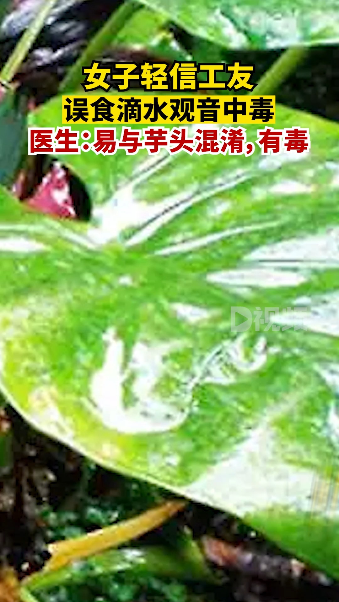 男孩误食滴水观音生死惊魂，奇妙之旅的心灵觉醒之路