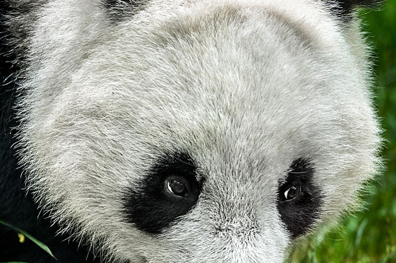 关于十元熊猫银币最新价格的探讨与更新资讯