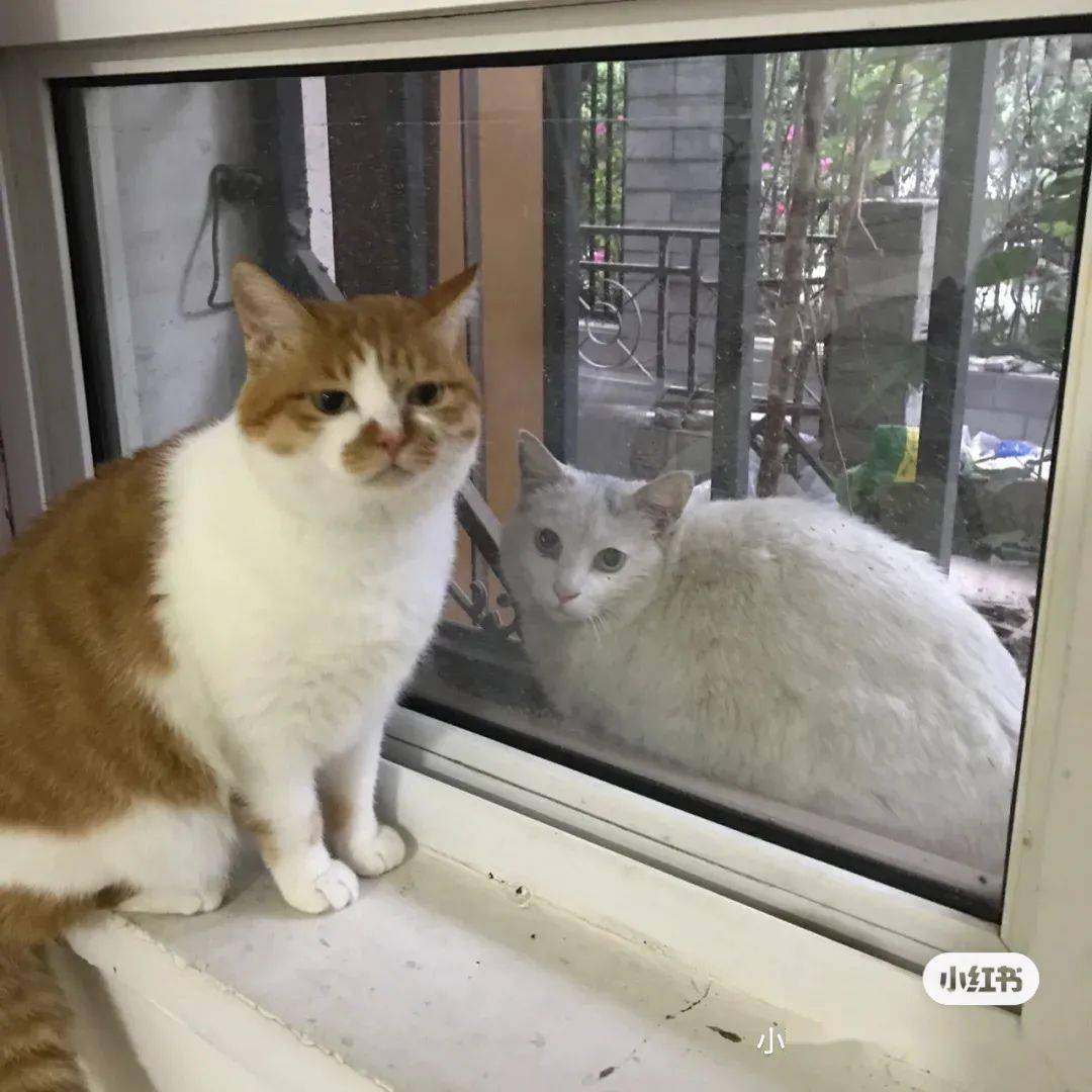 母女家中养超20只猫引发恶臭扰邻事件关注