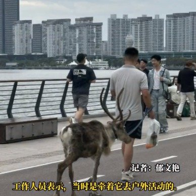 上海徐汇滨江异宠频繁出现，管理方的回应