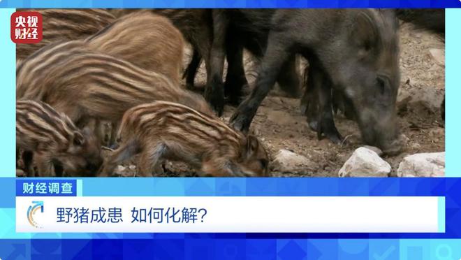 野猪致害波及26省，多地招募‘猎人勇士’守护生态平衡