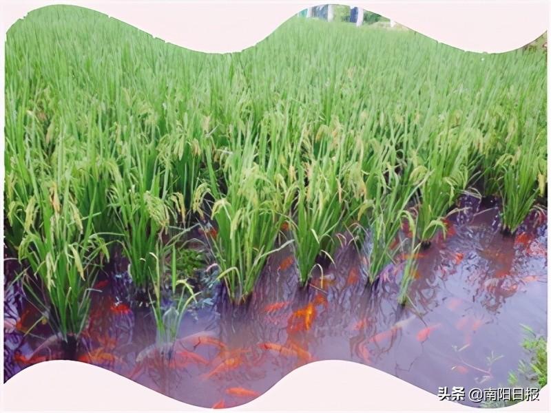 邓州市最新规划图揭秘，城市发展的蓝图与未来展望