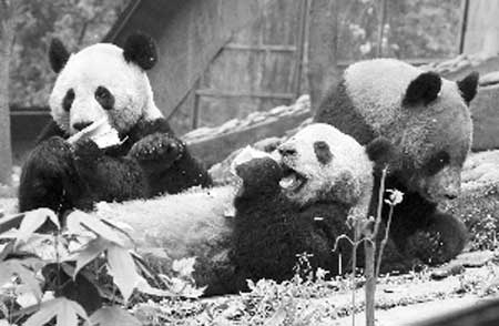 南京熊猫最新动态及相关观点解析