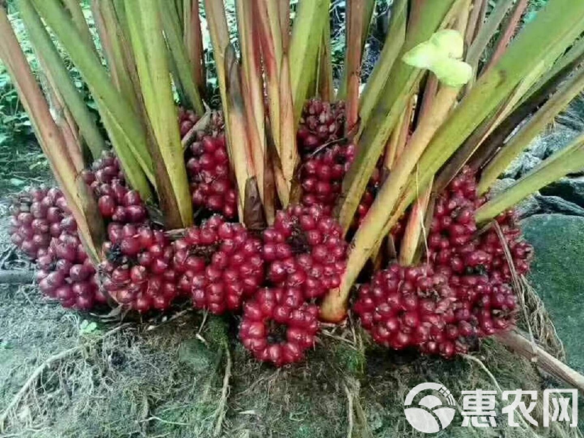 最新草果价格获取指南，掌握最新草果行情，洞悉价格动态