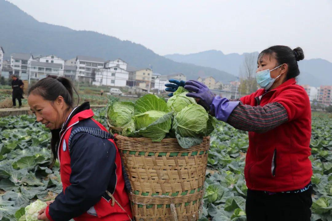 甘蓝最新收购价格动态，变化中学习，自信成就梦想之路
