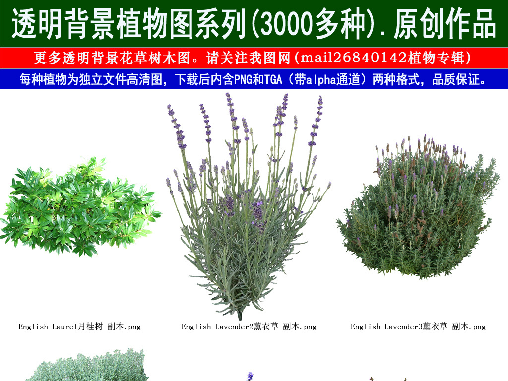 最新伦理草的深度探讨，背景分析、重要事件及其在现代社会的地位和影响