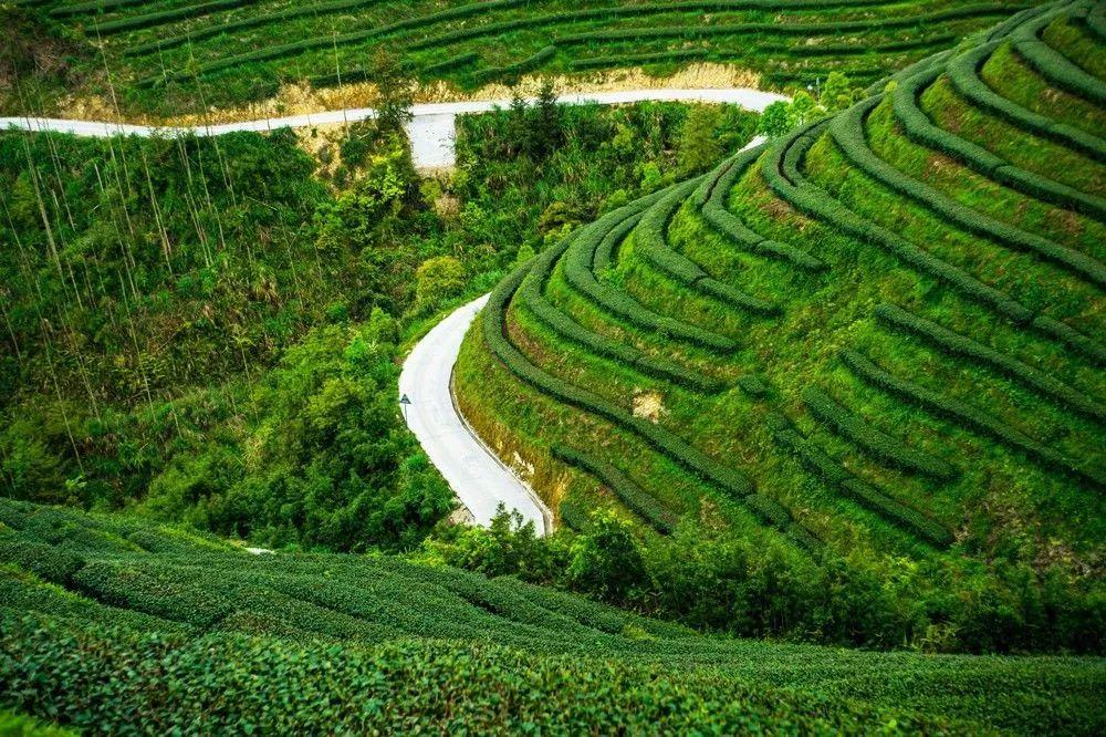 茶园探索之旅，最新动态与内心宁静的追寻