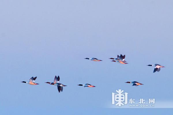 东风汽车最新车型，驾驭变化，自信驰骋