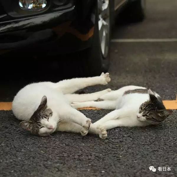 最新猫咪视频精选，捕捉猫咪世界的精彩瞬间