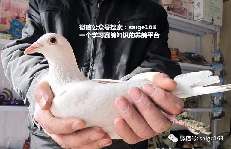 小鹅最新病的高科技产品详解