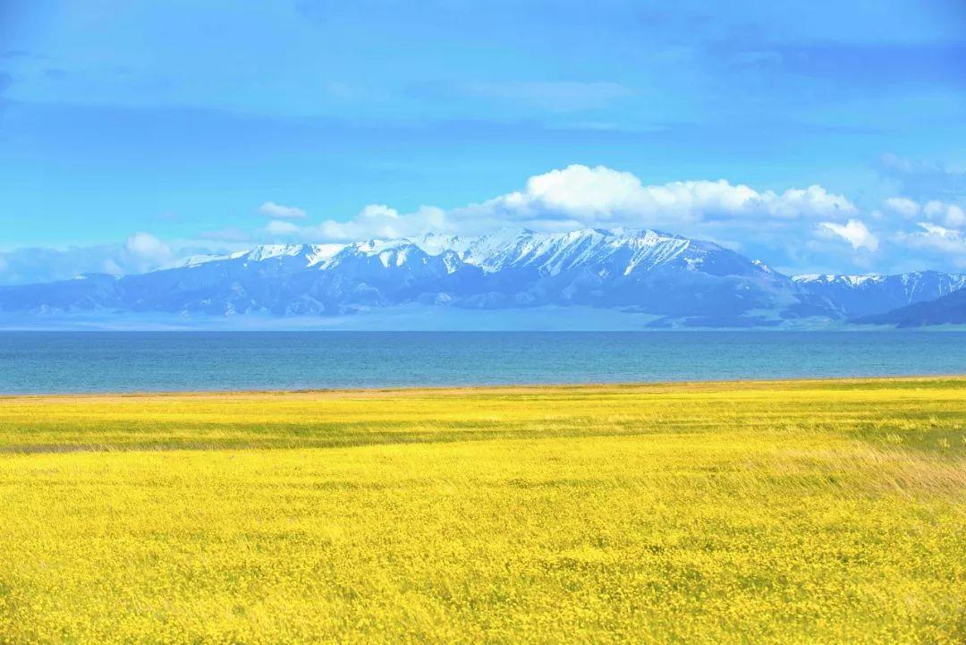 紫苏价格行情，自然美景下的旅行探索之旅